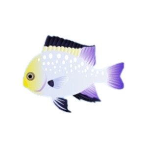 Marginated Damselfish